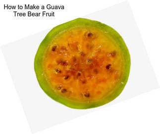 How to Make a Guava Tree Bear Fruit