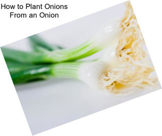 How to Plant Onions From an Onion
