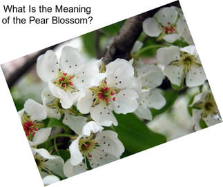 What Is the Meaning of the Pear Blossom?