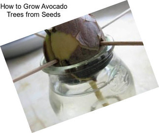 How to Grow Avocado Trees from Seeds