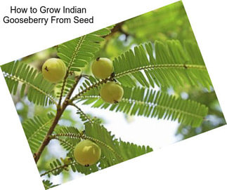 How to Grow Indian Gooseberry From Seed