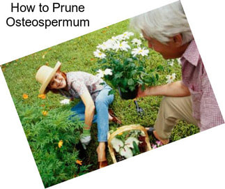 How to Prune Osteospermum