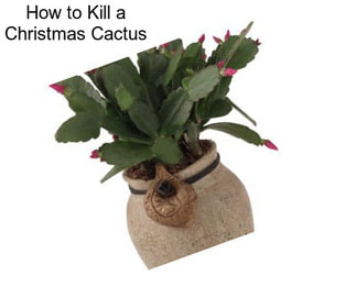How to Kill a Christmas Cactus