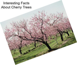 Interesting Facts About Cherry Trees