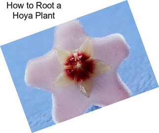 How to Root a Hoya Plant