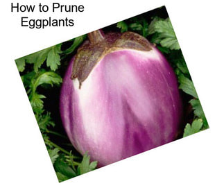 How to Prune Eggplants