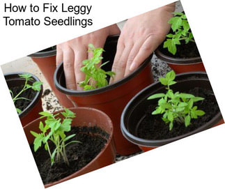 How to Fix Leggy Tomato Seedlings