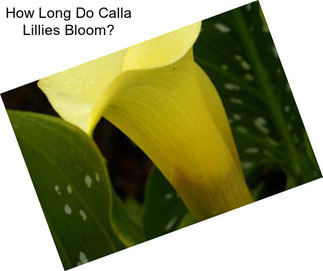 How Long Do Calla Lillies Bloom?