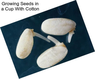 Growing Seeds in a Cup With Cotton