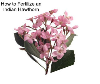 How to Fertilize an Indian Hawthorn