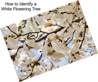 How to Identify a White Flowering Tree