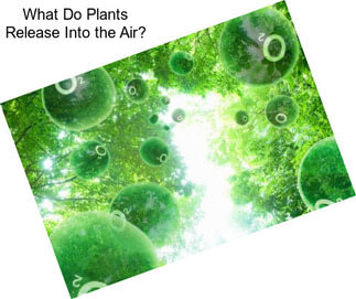 What Do Plants Release Into the Air?