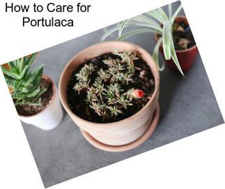 How to Care for Portulaca