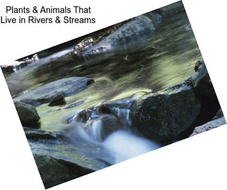 Plants & Animals That Live in Rivers & Streams