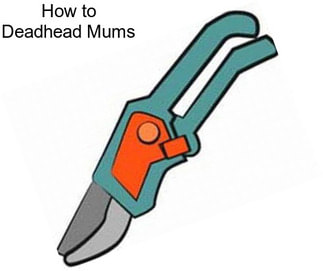 How to Deadhead Mums