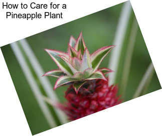 How to Care for a Pineapple Plant