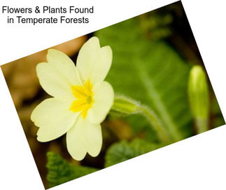 Flowers & Plants Found in Temperate Forests