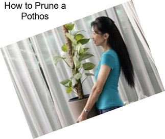 How to Prune a Pothos