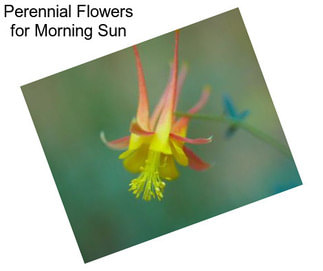 Perennial Flowers for Morning Sun