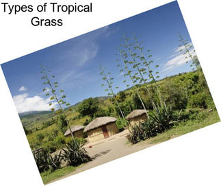 Types of Tropical Grass