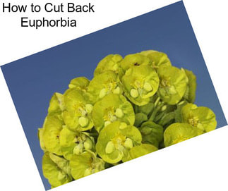 How to Cut Back Euphorbia