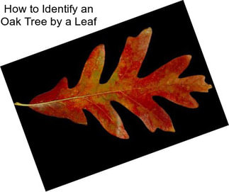 How to Identify an Oak Tree by a Leaf