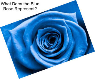 What Does the Blue Rose Represent?