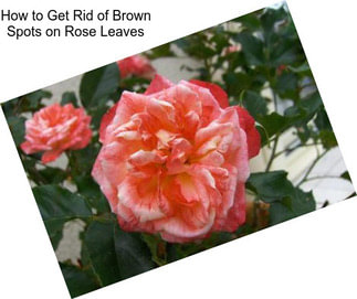 How to Get Rid of Brown Spots on Rose Leaves