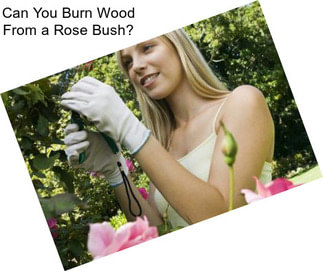 Can You Burn Wood From a Rose Bush?