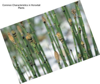 Common Characteristics in Horsetail Plants