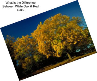 What Is the Difference Between White Oak & Red Oak?