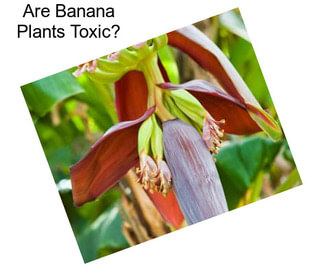 Are Banana Plants Toxic?