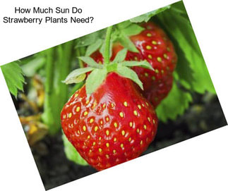 How Much Sun Do Strawberry Plants Need?