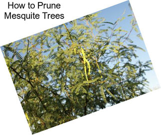 How to Prune Mesquite Trees