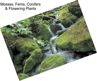 Mosses, Ferns, Conifers & Flowering Plants