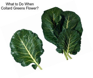 What to Do When Collard Greens Flower?