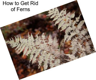 How to Get Rid of Ferns