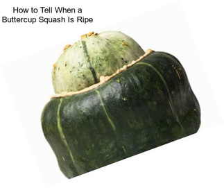 How to Tell When a Buttercup Squash Is Ripe