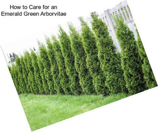 How to Care for an Emerald Green Arborvitae