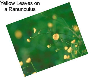 Yellow Leaves on a Ranunculus