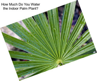 How Much Do You Water the Indoor Palm Plant?
