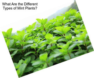 What Are the Different Types of Mint Plants?