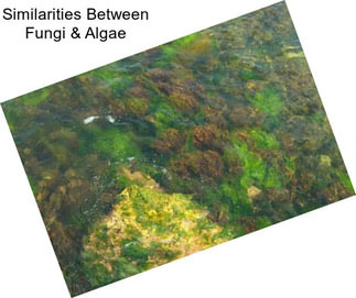Similarities Between Fungi & Algae