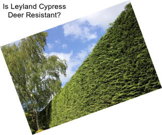 Is Leyland Cypress Deer Resistant?