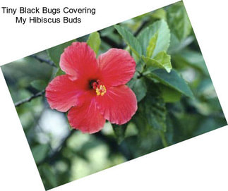 Tiny Black Bugs Covering My Hibiscus Buds