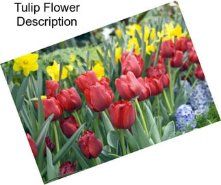 Tulip Flower Description