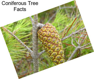 Coniferous Tree Facts