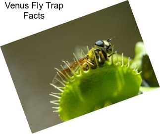 Venus Fly Trap Facts