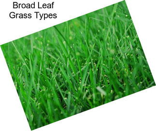 Broad Leaf Grass Types