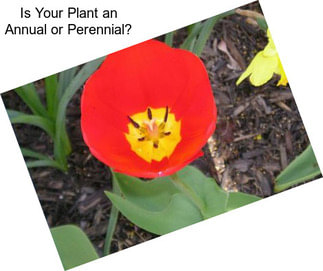 Is Your Plant an Annual or Perennial?